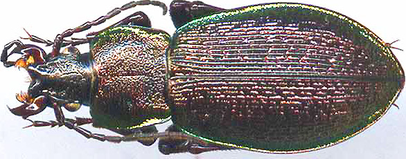 http://www.gorodinski.ru/carabus/Morphocarabus henningi sahlbergi.jpg